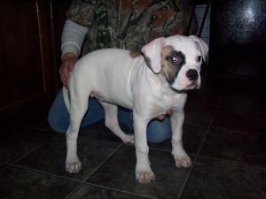 ZorrosAngelsQualityAmericanbulldogs